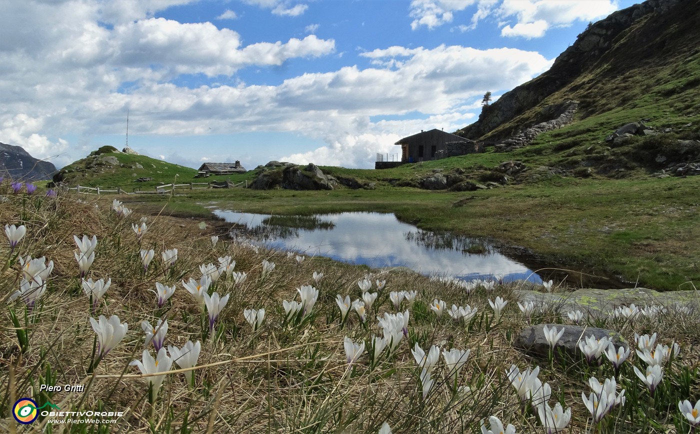 06 Crocus al Rifugio Balicco (1995 m).JPG